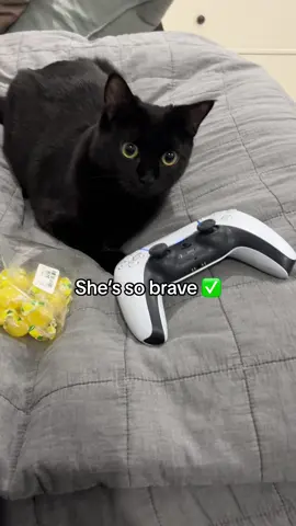 6/6 perfect score for a perfect girl!❤️ #catsoftiktok #cutecats #funnycats #blackcat #fyp #catmomlife 