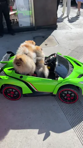 LA turning into Barbieland 😂 #LA #OMG #pomeranian #barbieland #viral #rodeodrive 