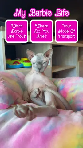 #barbie #cat 