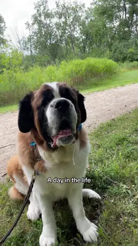 A peaceful day at the forest preserve until he walked too far and wouldn’t turn around #saintbernard #dogsoftiktok #tiktokpets #fyp #foryoupage