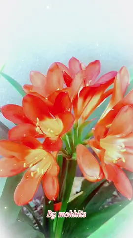 #flowers 🌺🌺#foryou #foryoupage 💚#viralvideo #viral#fypシ 💙💙💞💞❤️‍🔥❤️‍🔥❤️‍🔥
