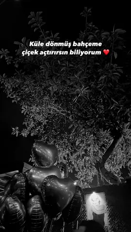 Biliyorum ❤️#Funk #FunkNoCapCut #WheneverWherever #keşfetteyizzz #berfinyaramıs #keşfettt #ahmetparlak 