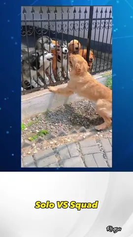 🐶: Oooh elu main kaki? #asupanmeme #meme #asupanreceh #videolucu #videongakak #funnyvideos #funnymoments #funnyanimals 