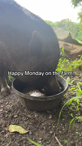 My daily life consists of changing endless water buckets & being followed by four shadows 😂 #farmtok #minifarmlife #farmchores #backyardchickens #fy #lifeonthefarm #horsesoftiktok #minidonkey #farmanimals #morningroutine #morningvlog #morningboost #petchickens #nigeriandwarfgoatsoftiktok #crazychickenlady #backyardchickens #ditl #minivlog #petpig #mornings 