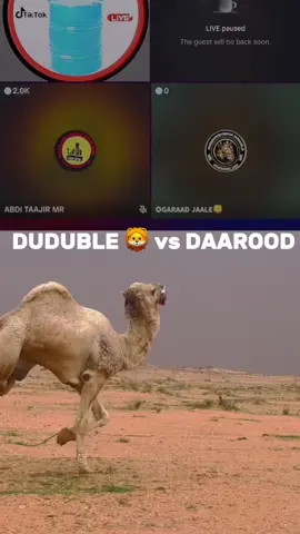 #everyone #fyp #foryou #14august #viral #viralvideo #duduble #celiwaxadsame #hawiyenimo 