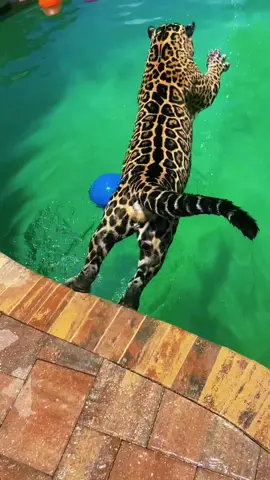 Swimmin’ Tank boy! #NOTpets #jaguar #jag #tank #teamtank #bigcat #bigcats #cat #cats #animal #animals #wow #amazing #Love #swim #swimming #play #playtime #fl #florida #fyp 