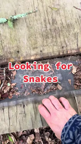 I went looking for snakes! #fyp 