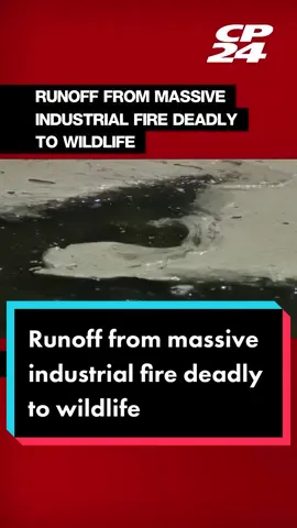 The Toronto Wildlife Centre says toxic runoff from the fire has seeped into Mimico Creek. Thousands of fish have already died, as well as at least 4 ducks.  The Ministry of the Environment, Conservation and Parks says they have been on site since early Friday morning working with local emergency officials.  For more, go to CP24.com #cp24 #cp24news ##environment #wildlife #runoff #industralfire #mimico 