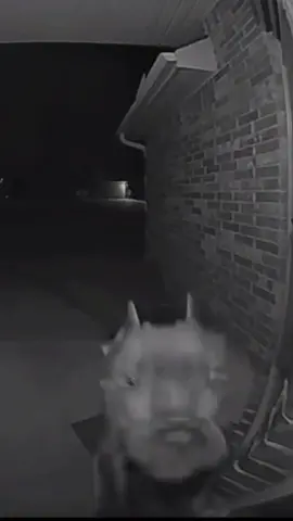 When your neighbor’s dog rings your doorbell at 4am 🙈😆 @༺ 𝕮𝖍𝖆𝖗 ༻  #nosyneighbor #doorbellcamera #dogcam #caughtoncamera #pibble #dogsoftiktok #greatpetliving 