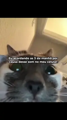 Todo dia esse som...  #kiwify #notification #vendas #gato #cat #dormindo 