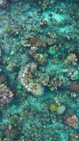 #livewallpaper #wallpaper #wallpapers #hdwallpaper #4klivewallpaper #CoralReefs #AerialView #UnderwaterBeauty #MarineLife #OceanElegance #AquaticWonders #UnderwaterCorals #SeabedTreasures #Corals 