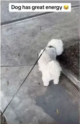Dog hates cops #dogsofttiktok #dog #dog #puppy #puppies #funnydog #police #blackabdwhite #onetime #policecar #policedepartment #nwa #icecube #eazye #fthepolice #hatepolice #pulledover #arrested #bark #cops #funnycops #funnypolice #losangeles #la #walkingdoggo #walkingdog #happydog 