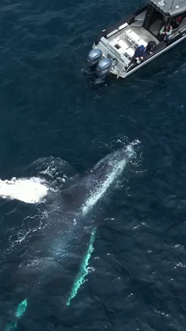 Friendly whale today! This Humpback decided to swim around us while we sat still in neutral and watched in amazement. We also saw hundreds of Risso’s dolphins as well as lots of breaching Humpbacks! 🐳Book now using link in bio🎉 #whalewatching #whale #tail #humpbackwhale #breach #jump #fly #low #news #media #lunges #wildlife #montereycalifornia #coast #cali #sun #fun #friendly 