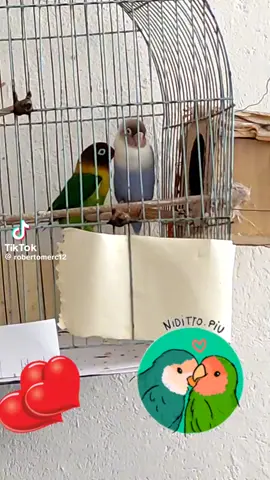 #backstreetboys #dance #birds #funnyanimaltiktok 