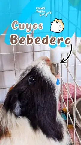 #Cuyos #Mascotas #MascotasTikTok #Animales #AnimalesTikTok 