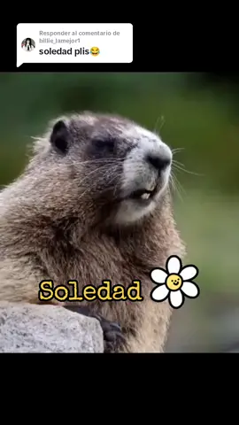 Respuesta a @billie_lamejor1 #VoiceEffects #respondiendoultimaspeticiones #ardillaquegrita #nombre #🔥 #viral_account_video_foryou🙏🏻 #sitegustodalecorazon♥️ 