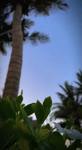 اللهم صبحنا ببشاير خيرك 🍃#صباح_الخير #تصوري #بدون_حقوقツ #اللهم_بشرنا_بفرحه_تسر_خواطرنا #agg19900 