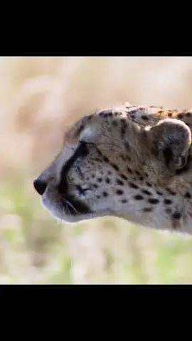 #cheeta #cheetahs #ostrich #tiktok 