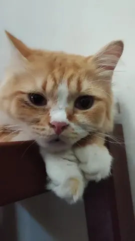 😺 : loh loh eh eh kok enak #cats #fyp #kucing 