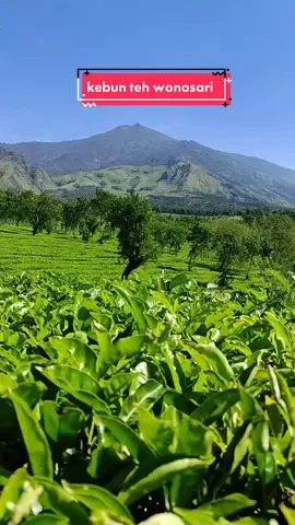 Siapa disini yg suka banget main ke kebun teh. Fyi ini berada di kaki gunung Arjuno dan kalau mau kesini harus tracking dulu sekitar 30-40 menit dari parkiran.Tertarik buat main kesini???😍🤗 📍Bukit kuneer,Malang  🎥By IG/hafizazani_id #malang #wisatamalang  #wisatajatim #kebuntehlawang  #gunungarjuno #batuexplore #fyp #fypシ #fypシ゚viral 