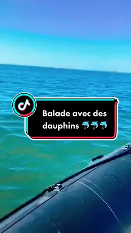 #music #dauphins #لو كان لقيناالزهر مانقطعوش البحر #explor #cobra31 #viral #capcut #fyp #tiktokvideo #foryou #foryoupage #Summer #dz 