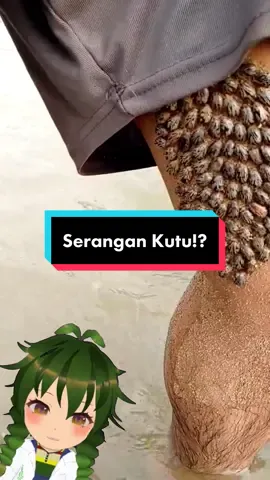 #stitch @boh kbla tapi gimana yah tetep ajah geli 🤮 #kutu #tickremoval #serunyaditiktok #belajarditiktok #pengetahuan 