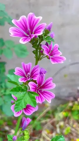 #花 #綺麗 #goodmorning #beautifulflower #scenery #お花のある暮らし #美しい景色 
