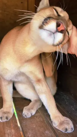 Chey loves ear scratches 🥰 #NOTpets #cougar #puma #mountainlion #floridapanther #bigcat #bigcats #cat #cats #Love #amazing #stunning #beautiful #wow #animal #animals #fl #florida #fyp 