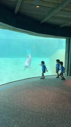 A playful dolphin wants to play with my triplets #playing #playin #kids #triplets #dolphins #sealife #fy #familytime #fun #funtimes 