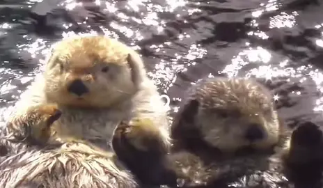 these otters are holding hands so they dont drift away from eachother !! 🦦♡ #otters #ottersmakemehappy #cute #soft #ichikoaoba #lamp #laufey #marinstarr #marineanimal #fyp #fypシ 