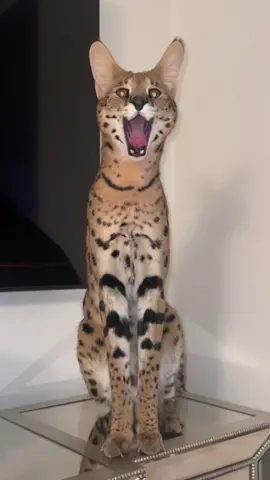 Me everyday 📸⭐️ #fijithekat #savannahcatsoftiktok #PetsOfTikTok #catsoftiktok #cat #cats 