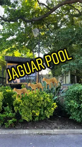 Jaguar pool clean @ParadiseWildlifePark 🐆 