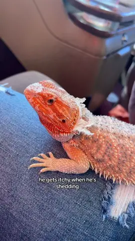 #beardeddragonsoftiktok  :) my cute lil baby