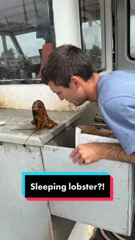 Did you know you can put a lobster to sleep? #ocean #fishing #commercialfishing #lobster #mainelobster #sealife #seacreatures #lobsterfishing #lobstertok #fy #fyp #interesting #educate #didyouknow #education 