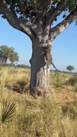 Leopard Accidentally Falls onto Hyena #WildlifeSurprise #LeopardHyenaInteraction #NaturesComedy #FoodTransportGoneWrong #JungleAccident #UnexpectedEncounter #FYP 