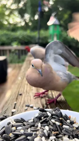 The Mourning Dove will always choose violence. #fyp #birdwatching #birdnerd #angrybirds 