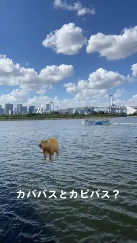 水辺のお友達 #capybara #tokyo #japantravel #bus #kababus #カババス 