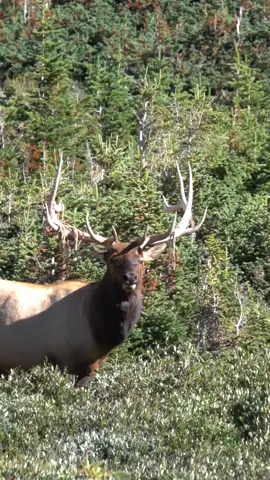 Beautiful 7x7 bull elk in the Rocky Mountain National Park.  #sheddingvelvet #bullelk #7x7bullelk #elk #bigbullelk #bullelkcolorado #bullelkfever #rmnp #velvetantler #wildlife #wildlifetiktokers #wildlifetiktok #foryou #fyp 