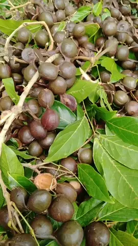Buah jengkol udah redy ya,join libe sekarang!#jengkol 