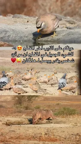 من جمال هالموقع يجمع كل من الغطاط والحجل والقطا والشنير والنحل والطيور المستوطنه والذيابه وابا الحصين ، الله يكثرها ويبعد البشر عنها 😍♥️♥️♥️ #الجزيرة_العربية #اكسبلوررررر #الذئب_العربي #صالح_الجهني #اكسبلورexplore #تصويري📸 #قطا #غطاط #حجل #ذيب #الساحل_الشمالي #رضوى #طيور #ناشيونال_جيوغرافيك 