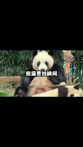 这些熊妈太费娃了，确定是亲生的吗？#熊猫 #福宝 #日常 #来这吸熊猫 #熊猫宝宝 #热门话题 
