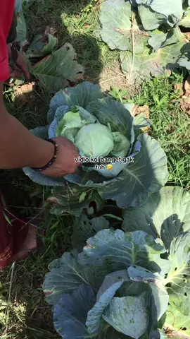 nah yg biasa minta vidio kol, diimpor langsung pas lagi di kebon 🤣🤣🤣  #videokol #sayuransegar 