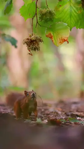 After waiting for weeks, days, or even hours, the little squirrel finally seizes the perfect moment: it begins to gather nuts, stockpiling food for the upcoming winter.