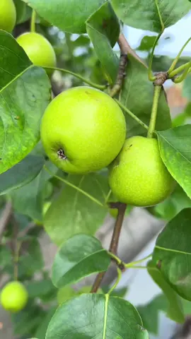 Cuộc sống yên bình bên vườn rau của mẹ #raucuqua #rausach #rau #vegetables #cuocsong #cuocsongthuongngay 
