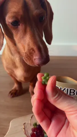 Cookbook will be out Aug 23!! DOG “JUNK” FOOD SERIES  🐻BARKIBO BONE BROTH BEARS🐻 Gummy base: 🐄10g (1 tbsp) grass-fed beef gelatin 💧40ml (~2.5 tbsp) cold water 🦴40ml (~2.5 tbsp) bone broth CHOOSE A FLAVOR: 🥬0.5 g (1/8 tsp) Spinach powder 🩷0.5 g (1/8 tsp) Beet powder 🍠0.5 g (1/8 tsp) Purple Potato powder (you could use fresh fruit or veg by blending it with the bone broth before heating) Put 1 tbsp gelatin in a small bowl with cold water. Set aside. In a small pot heat up the bone broth with the veggie powder until nearly boiling but not yet. Remove from heat. Pour into the bowl with gelatin and stir to combine.  Pour into your gummy bear molds. Refrigerate for 4 hours. ⚠️This is not a complete meal. It’s a TREAT. Feed in moderation. :)💖 #gummybears #gummybear #dogfood #dogtreat #doglife #dogmomlife 
