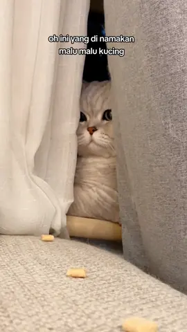 malu malu kucing 😾 #kucinglucu #kucingtiktok #kucing #kucingku #kucinggemoy #kucingnyimut #anabul 