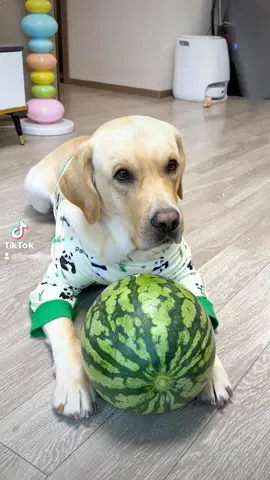 #dog #cute #funnydog 