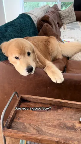 The tiny tail flaps get me every time. 🥹 #dogoftheday #goldenretriever #cutedog #tailwag 