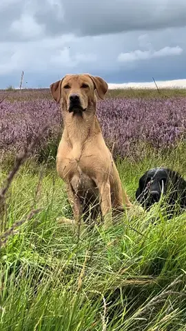 Another top day in the purple office, team of 11 including Chewitt who picked his first grouse . #grouseseason #labradorretriever #chocolatelab #foxredlab #yellowlab #blacklabsquad #training #teampureflax #gundogtrainer  #slingleygundogs #pickingupteam  #instavideo