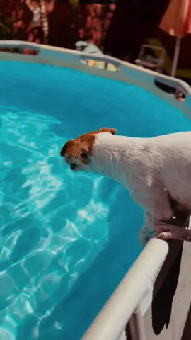 Chester y el agua #foryou #parati #funnyvideos #tiktok #viral #viraltiktok #flow #videoviral #doglover #jackrussell #perro #dog #jackrussellterrier #jackrussellsoftiktok #jackrussellmoments #agua #piscina #verano #swim #Summer #summervibes 